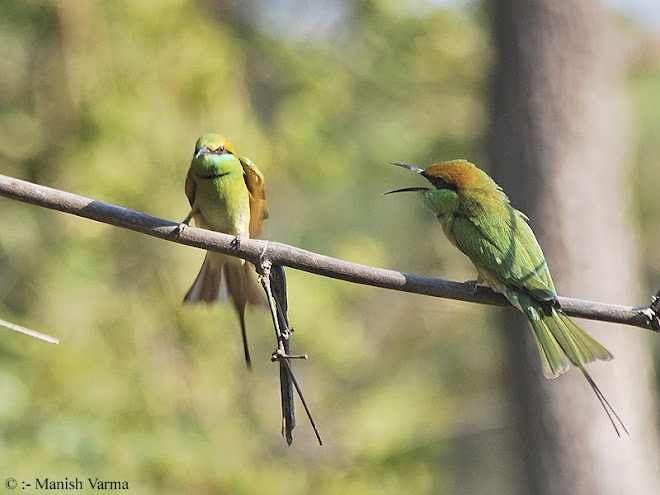 small green bee eater