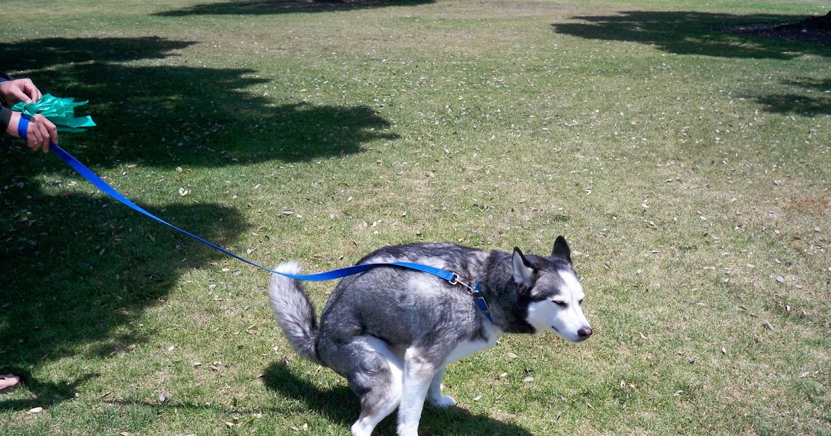 The Daily Dog Poop The Husky