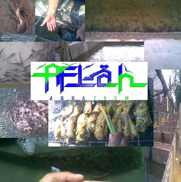 [iklan+aflah.JPG]
