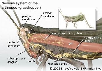 insect planet: Nervous system