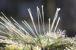 Frosty Morning