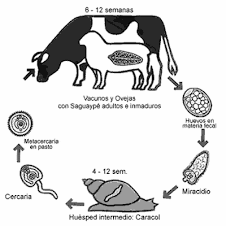 el ciclo de vida de una vaca