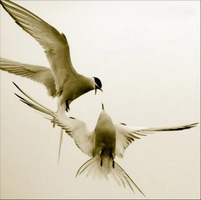 [tern%20tern%20tern%20de%20chris%20allsebrook.jpg]