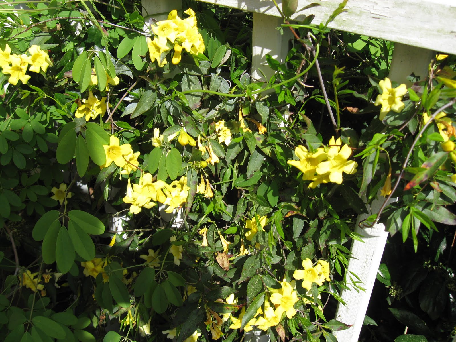 MidnightCoiler Spring Flowers from my Garden