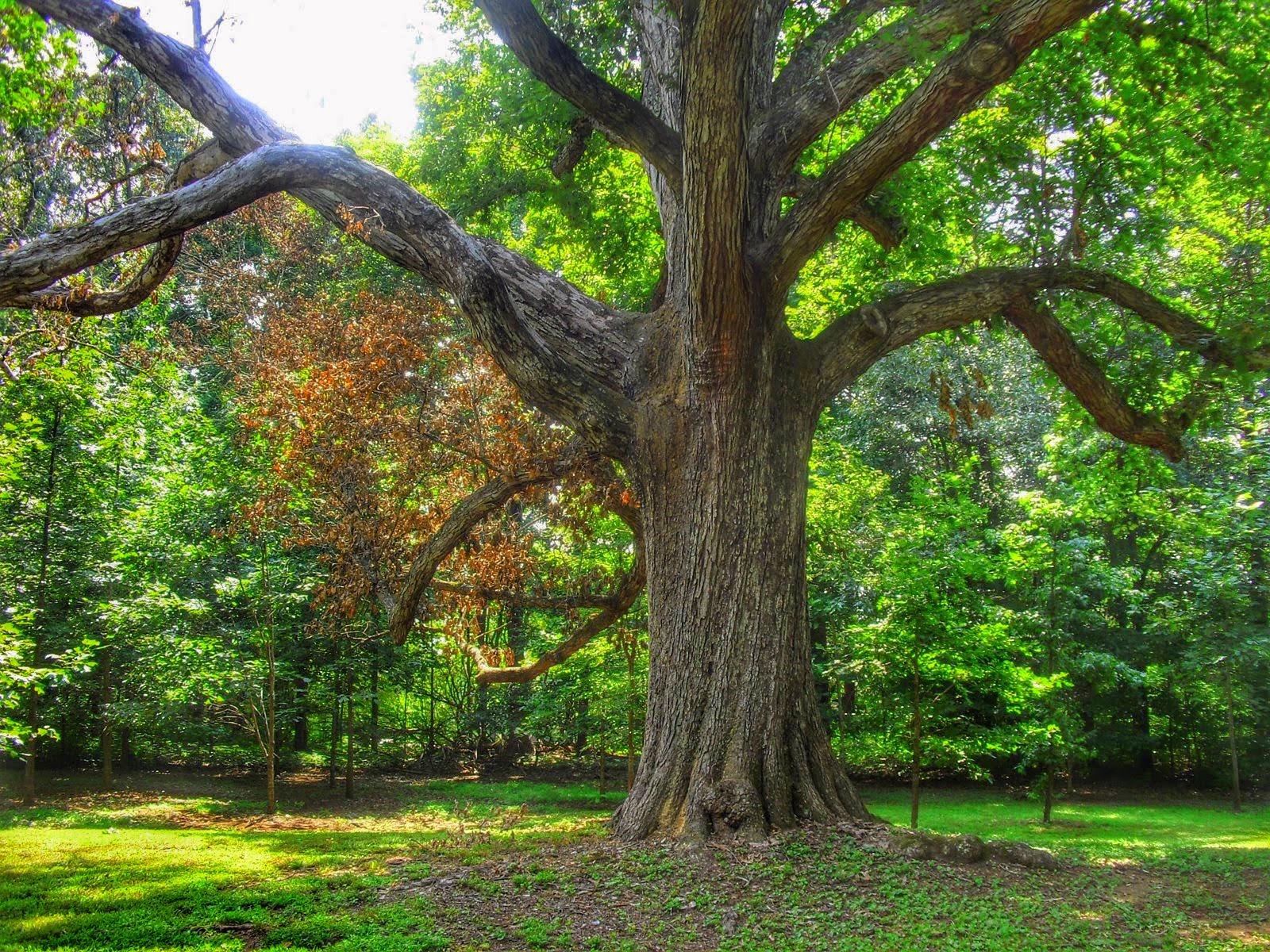 Discovering Greensboro Guilford Courthouse National Military Park