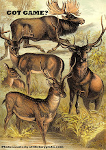 Ungulates