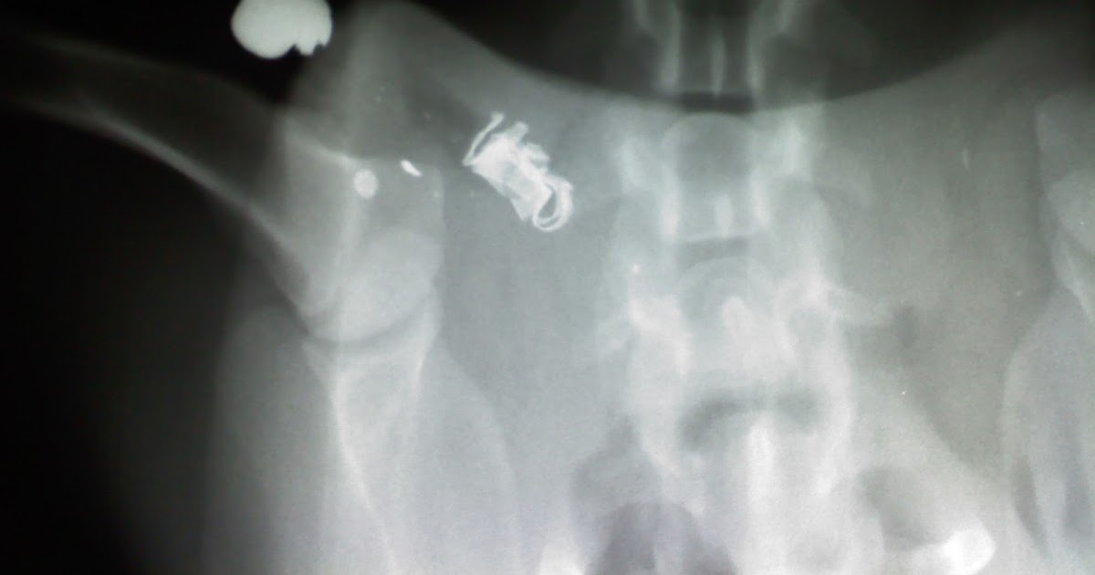 Branchville Animal Hospital One Tough Dog