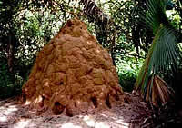 [termit1.jpg]
