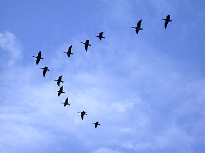 oiseaux-migrateurs.jpg