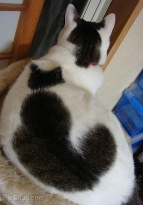 Romantic Cat