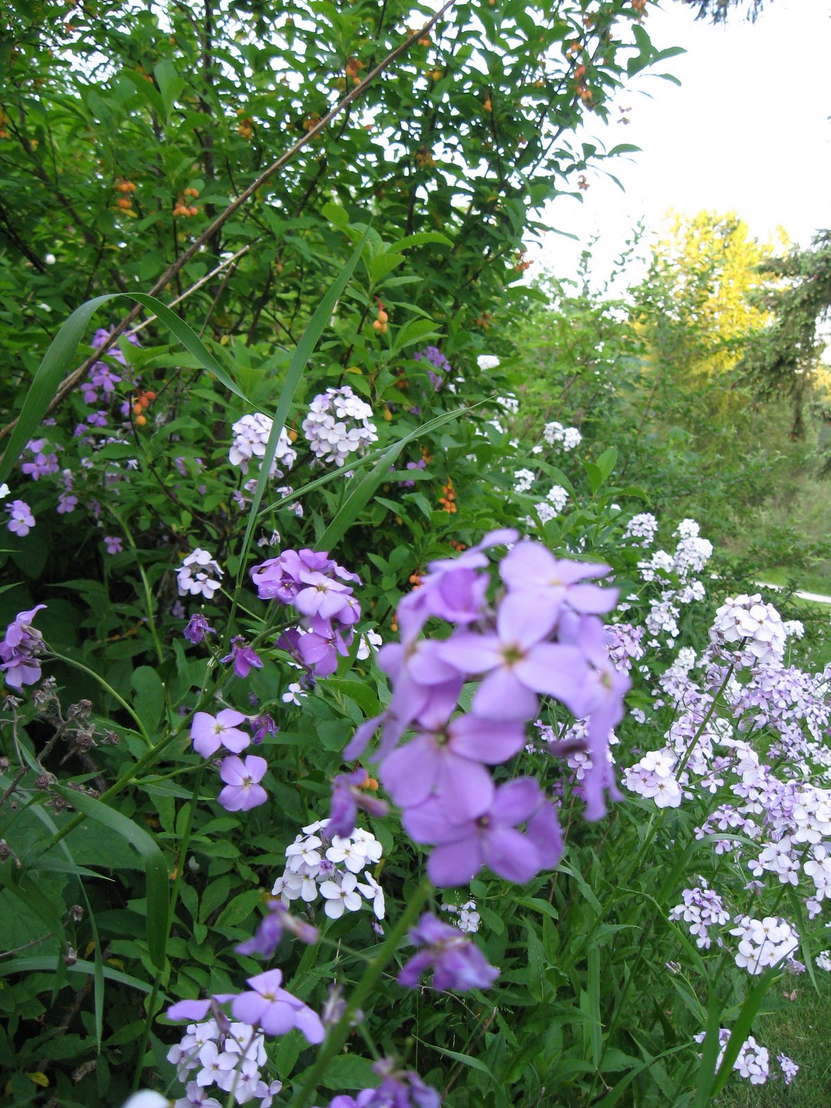 [IMG_2651.JPG]