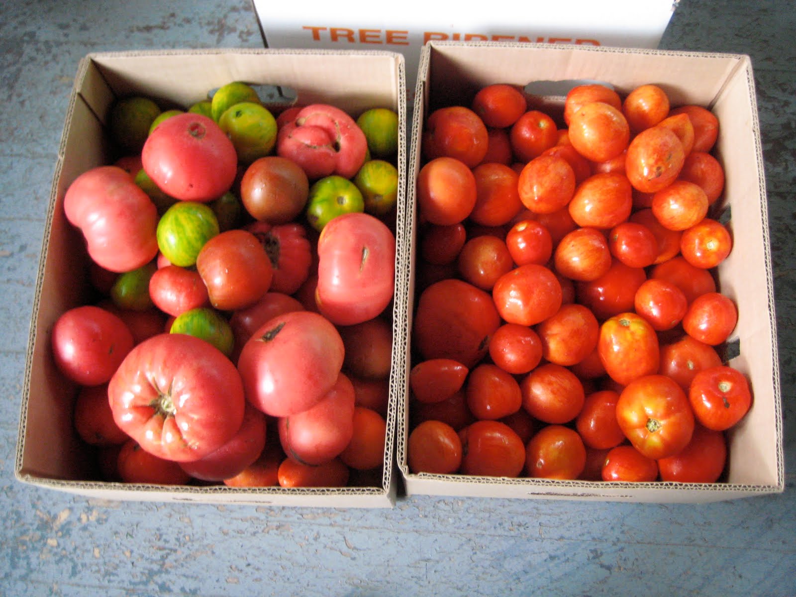 What Julia Ate Tomato Ketchup August Can Jam