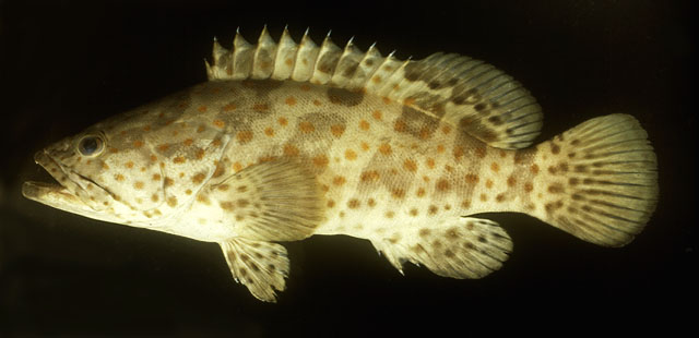 Ikan Air Payau