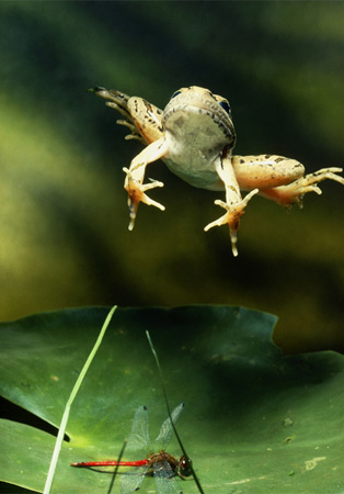 [jumping-frog-110310-ga.jpg]
