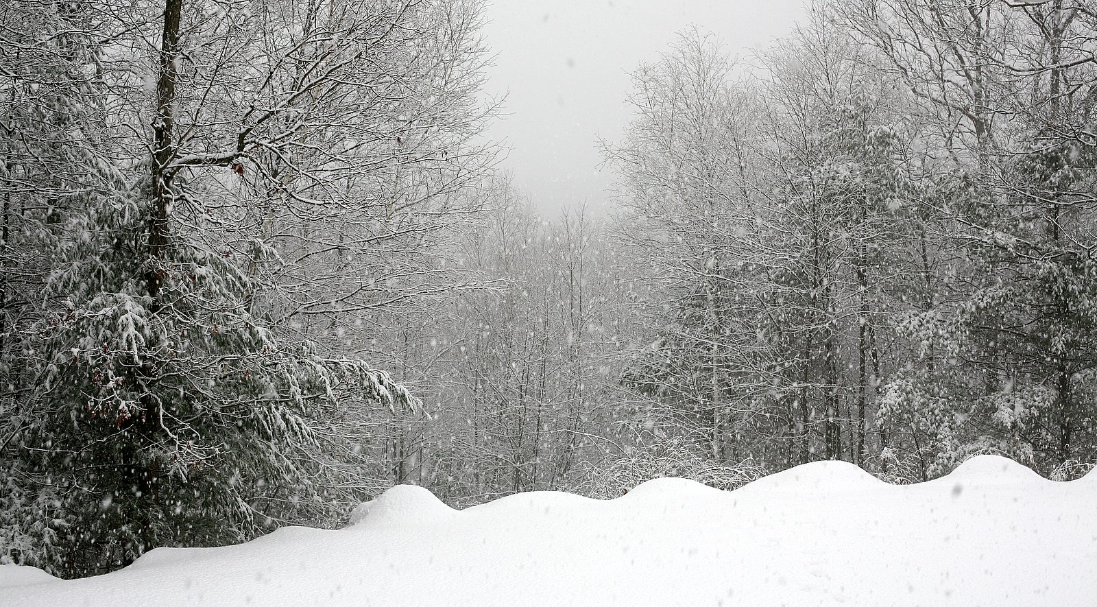 [2008-01-01+1446075.JPG]