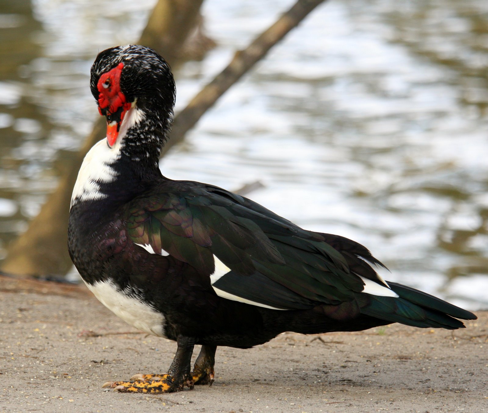 [2007-03-25+171644+9.JPG]