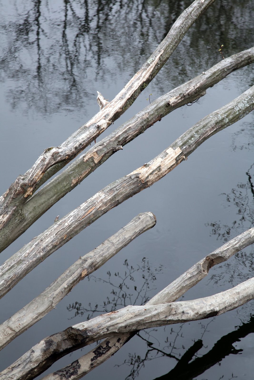 [2008-04-27+1600456.JPG]