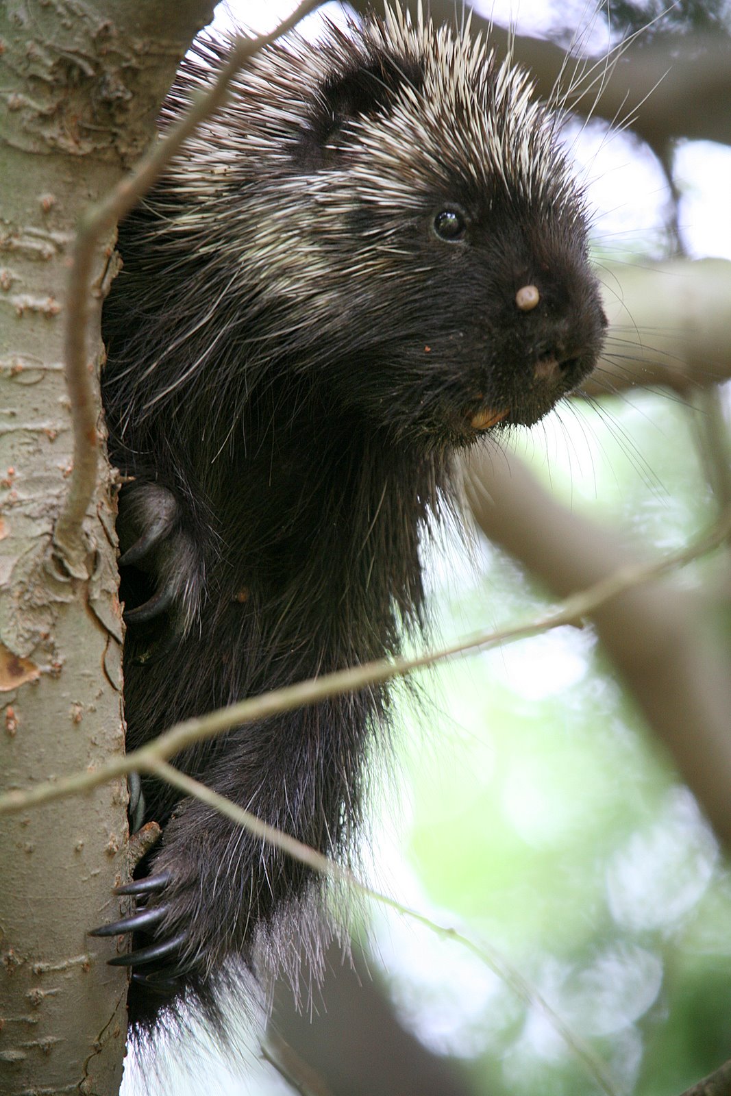 [2008-07-04+1524415.JPG]