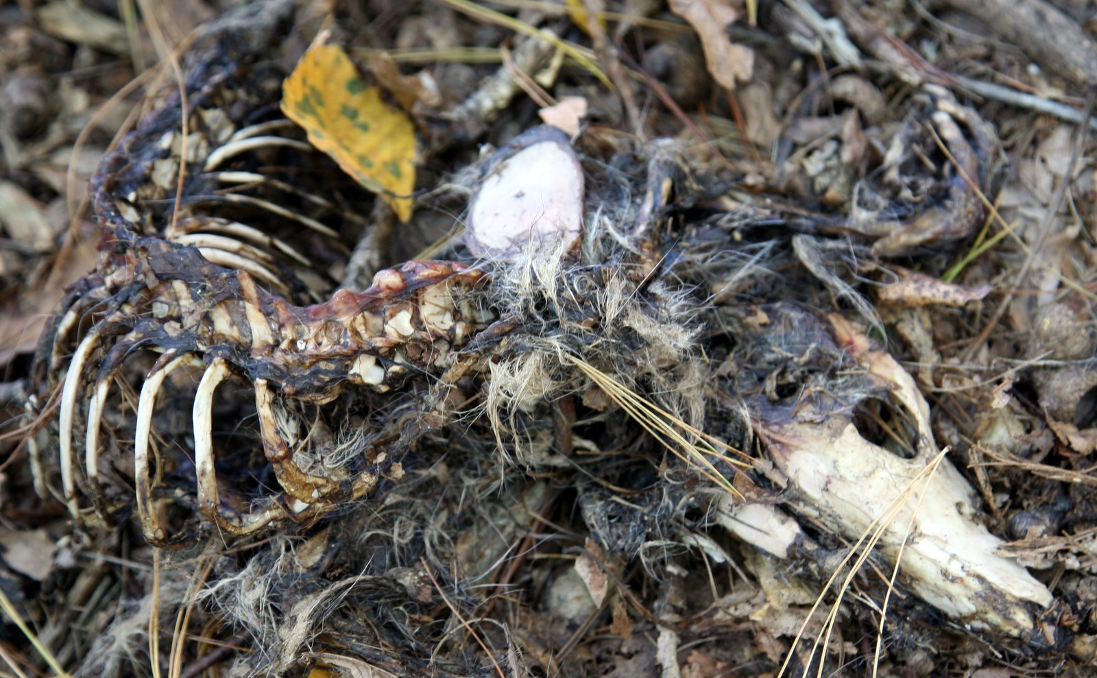 [2008-10-11+1447474.JPG]