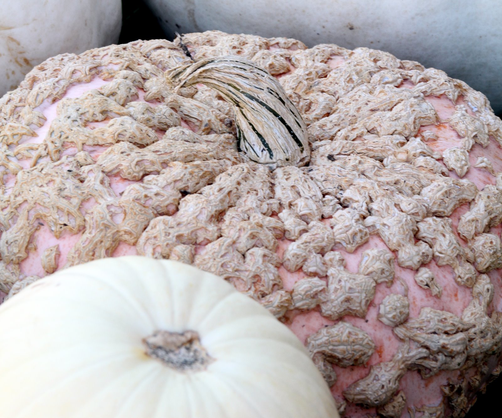 [2009-10-25+111246+654.JPG]