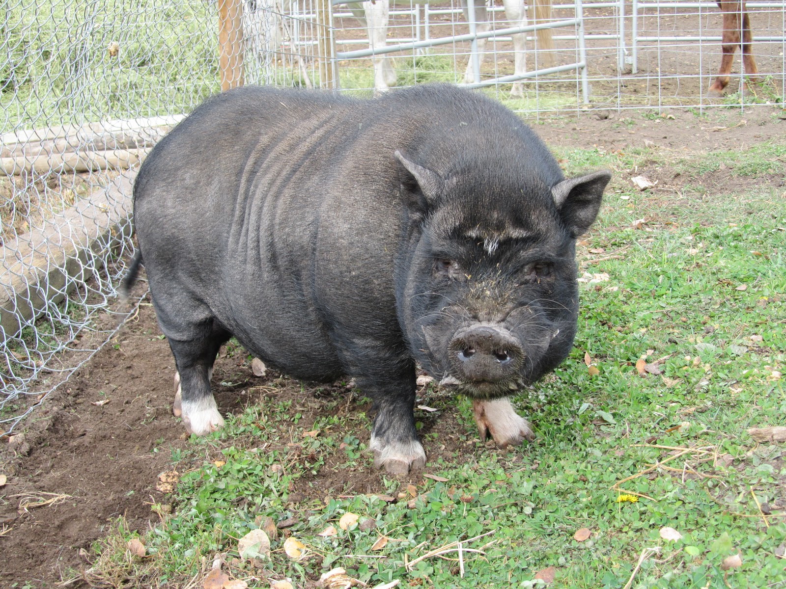 Pot-bellied pig page: October 2010