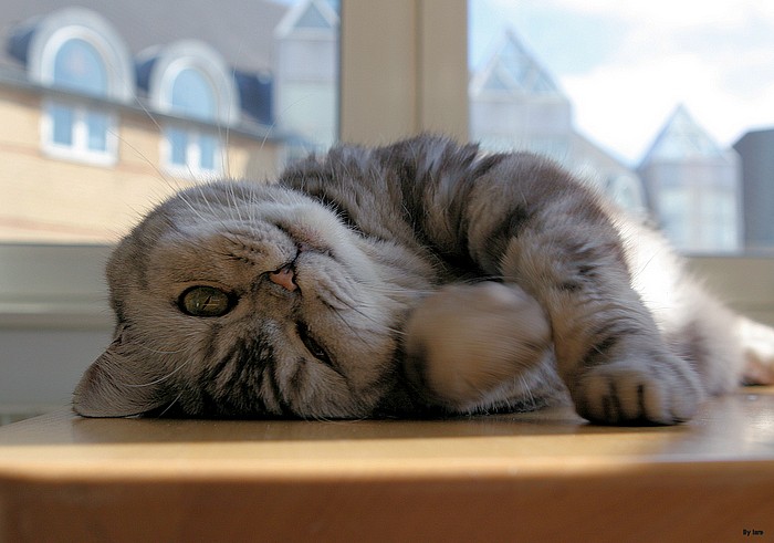 From: catspictures.net