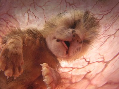 how to feel for puppies in the womb kitten fetal development breeds picture how to feel for puppies in the womb kitten fetal development breeds picture
