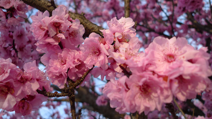 [pink_spring_blossoms.jpg]
