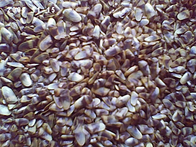 Perairan Dan Lingkungan Sekitar Kupang