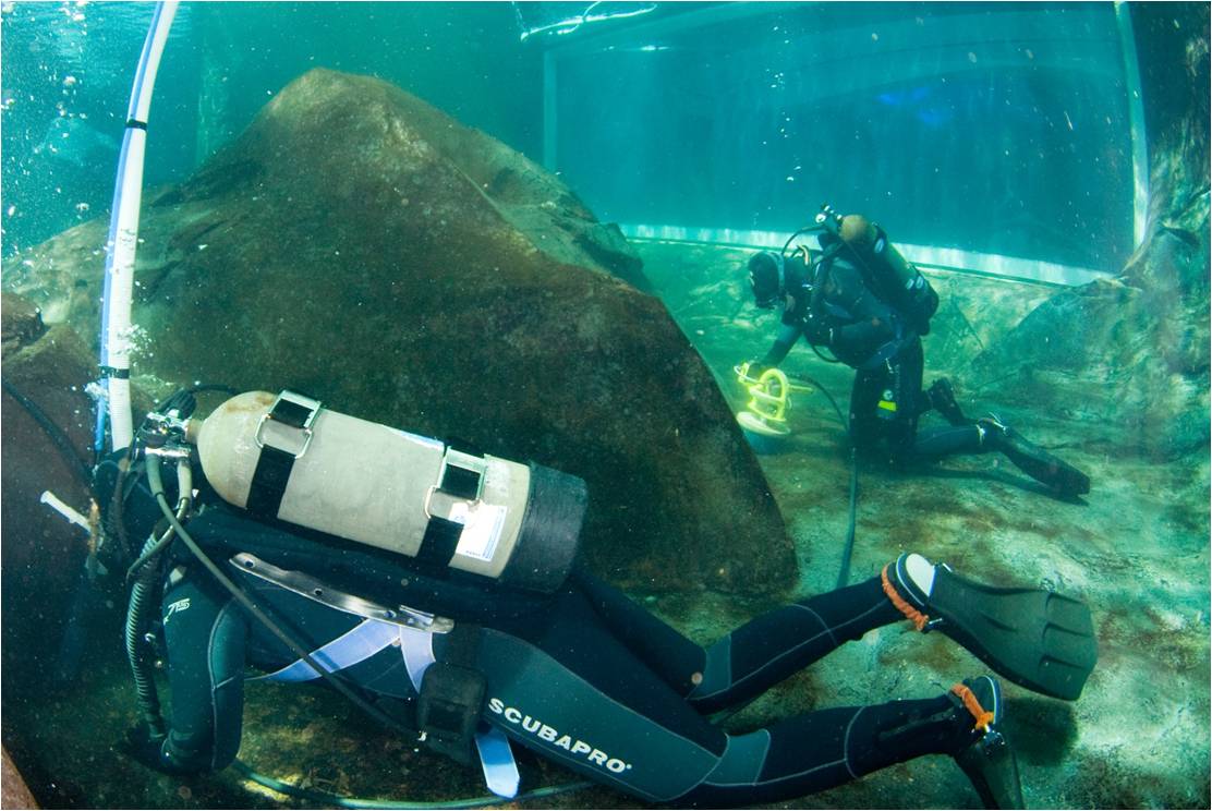 Aquarium Dive Operations a Volunteer!