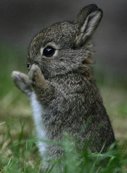 bunny+2.jpg