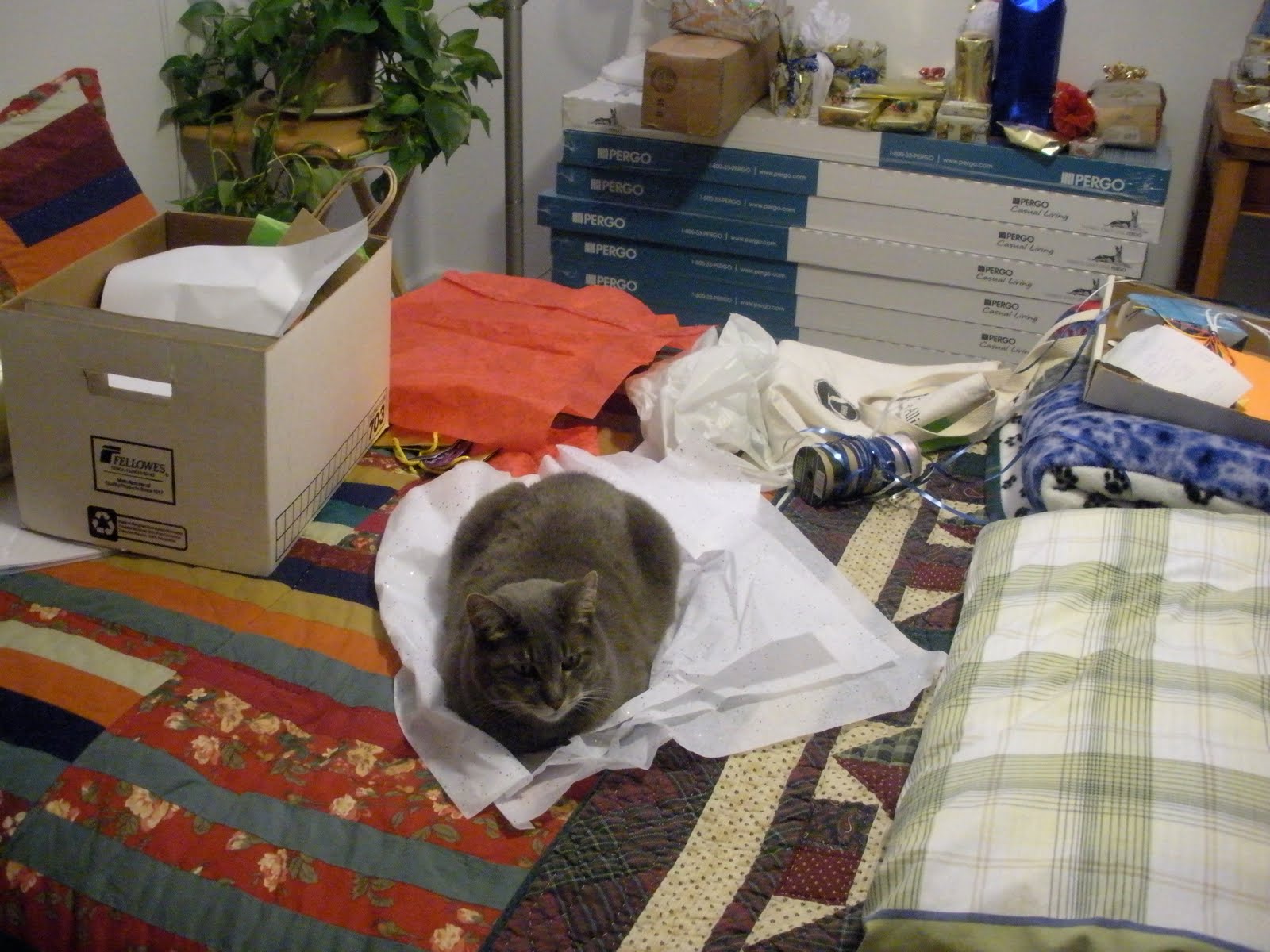 [kitty+on+paper.JPG]