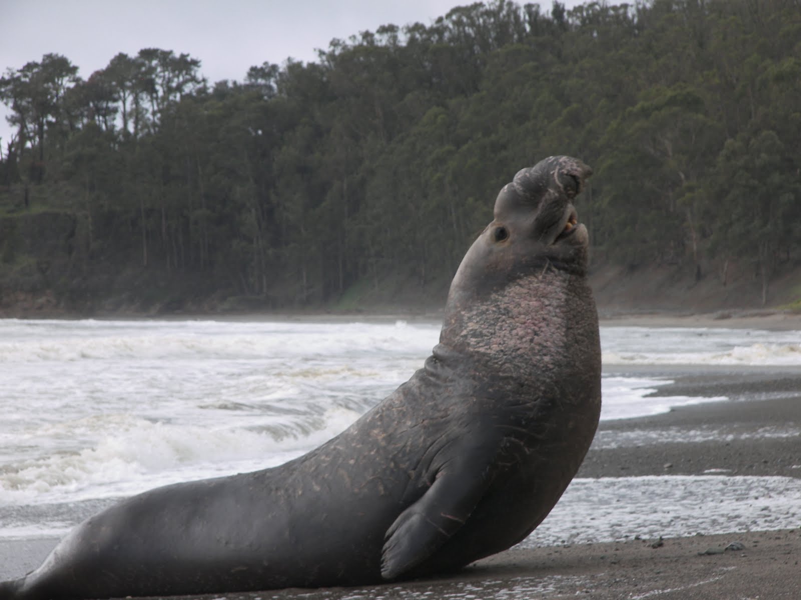 The History Dropoff: The Elephant Seal