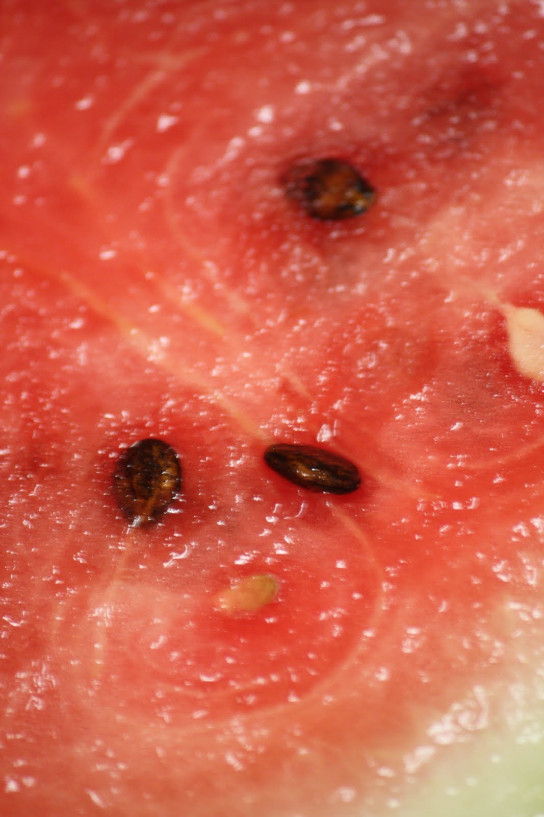 Round The Bend Ruby Red Watermelon