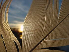 Feather View - Abstract Photography ( photoforu.blogspot.com )