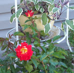 Tanabamar Carumba and Tricolor sage