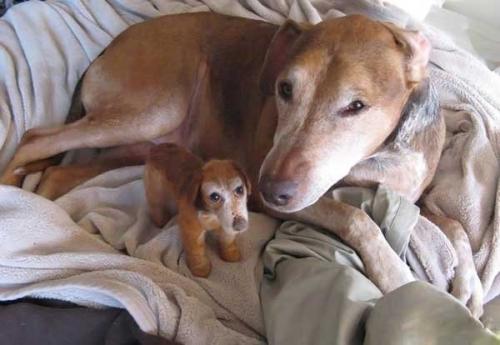 Dogs with their small versions