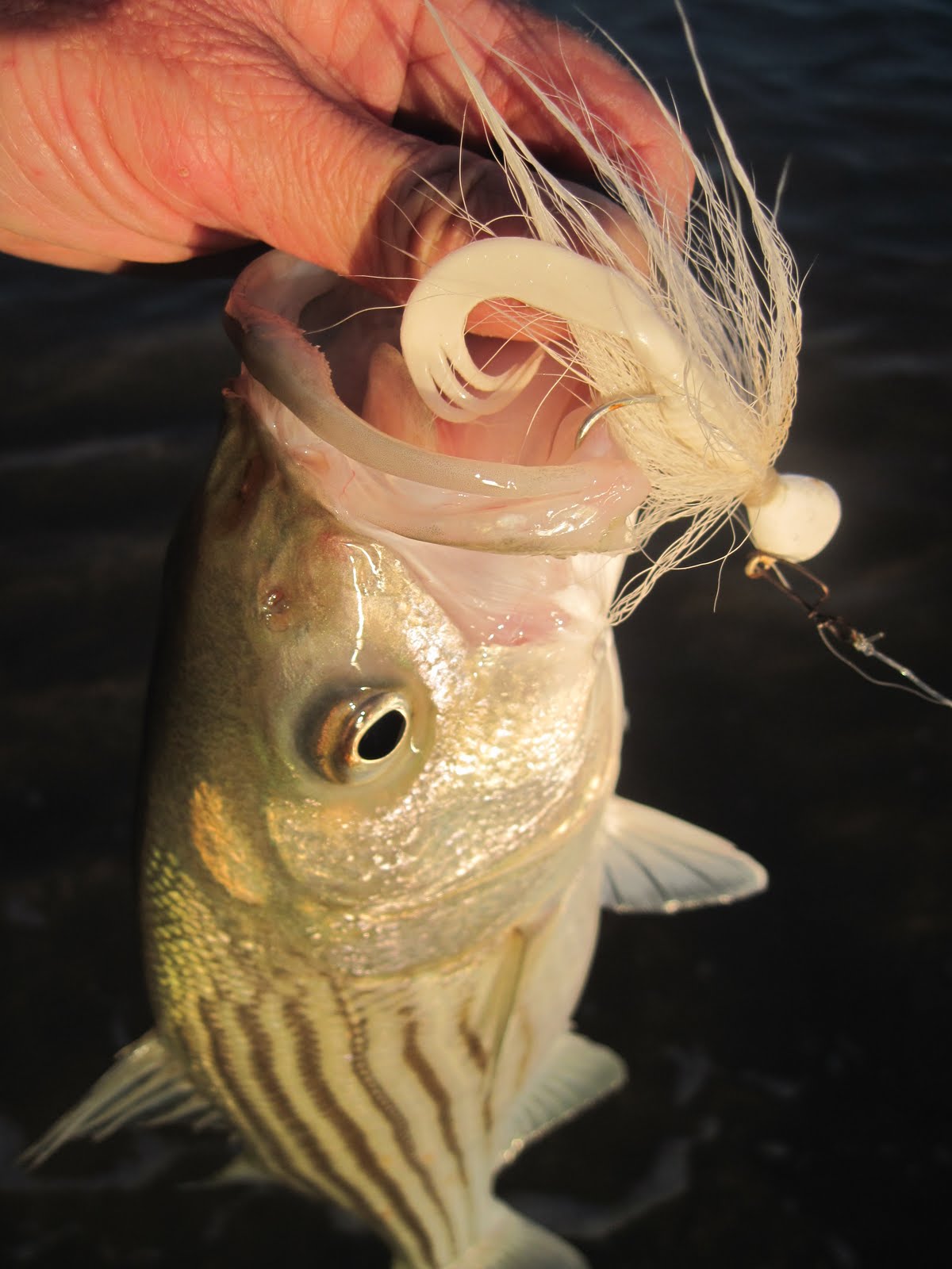 Rhode Island Striped Bass: Top 5 Lures for September