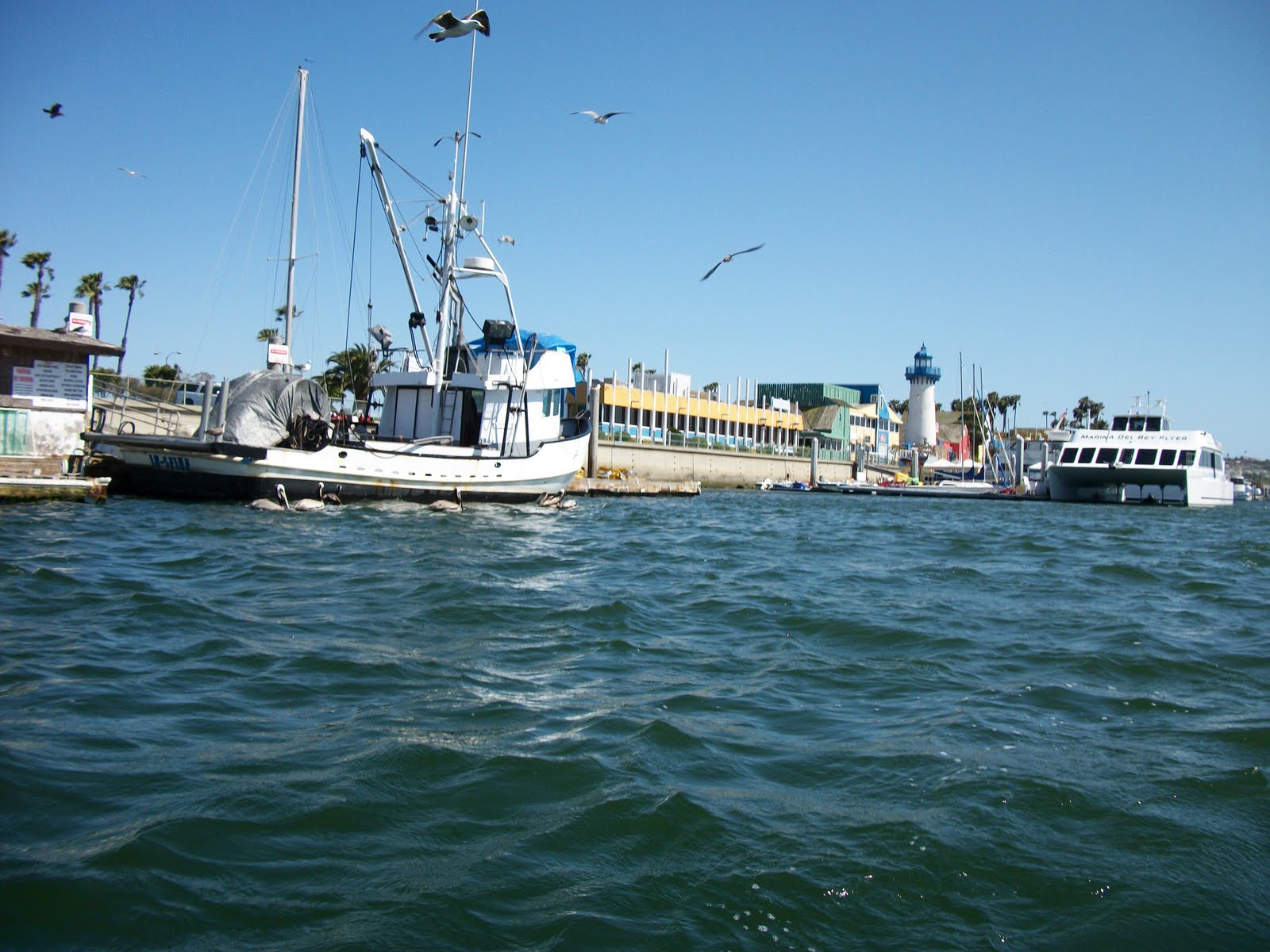 35 in 52 Discovering the real Los Angeles Kayaking in Marina del Rey