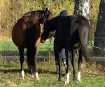 Dottern och hästarna