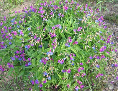 -neuer Gartentraum-: Mai 2010