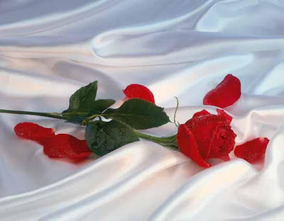 Image result for te regalo una rosa