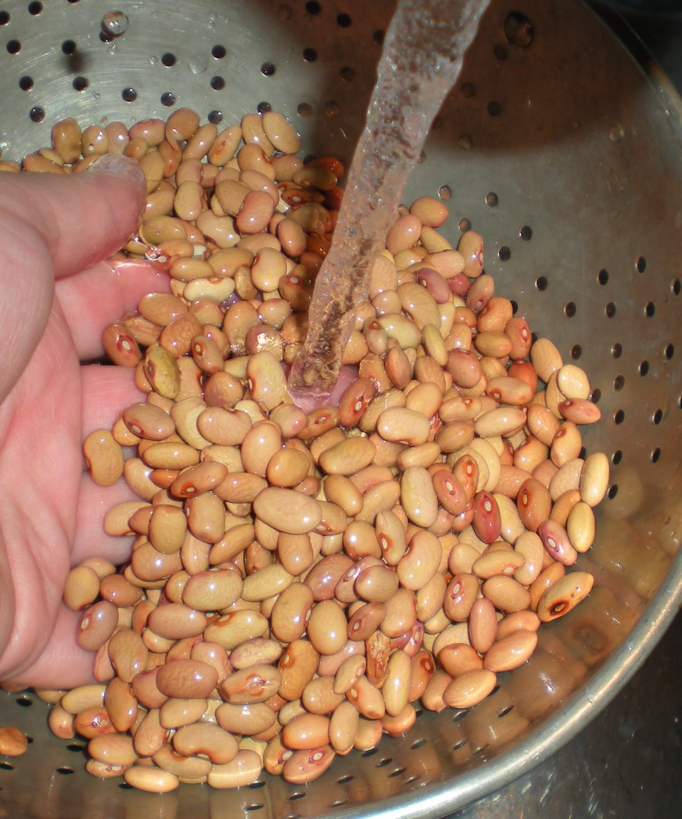 bolita beans