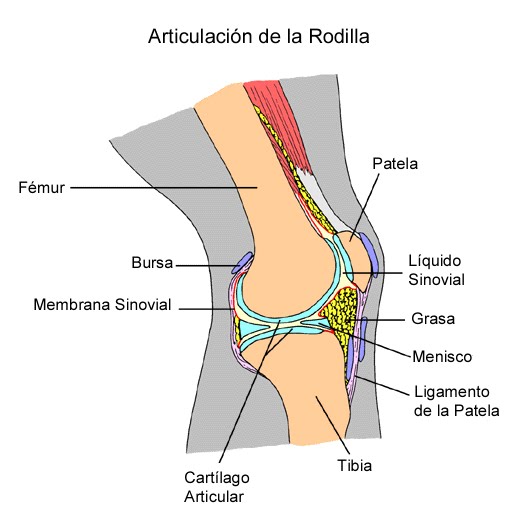 La crema para los ojos de los hinchazones bajo los ojos