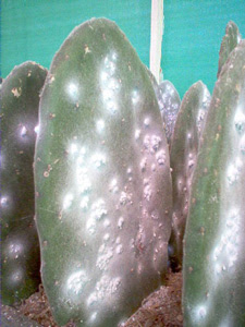 Opuntia cactus covered with scale insects