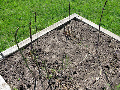 New asparagus bed