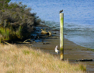 Pelican at Franklin, Tasmania - 25 Dec 2007