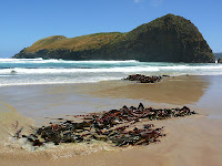 Kelp and Lion Rock, South Cape Bay - 28th January 2008