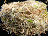 Side of bird's nest - 3rd February 2008
