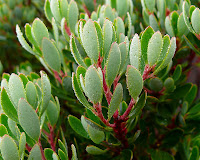 Mountain Pepper, Tasmannia lanceolata, Hartz Mountains - 11th February 2008